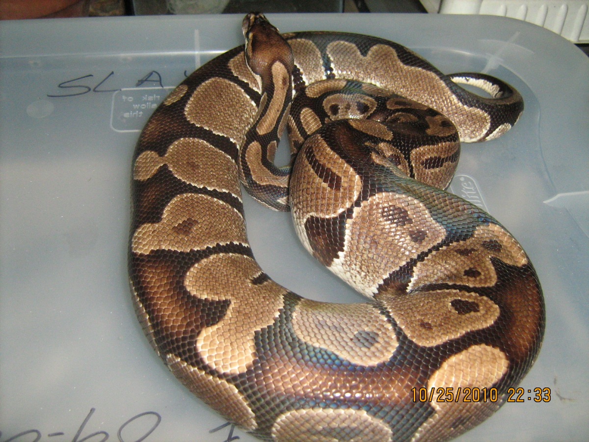 Female ball python