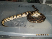 Male ball python