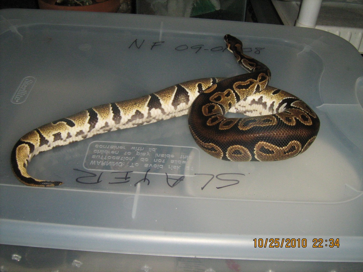 Male ball python