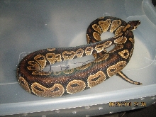 Male ball python
