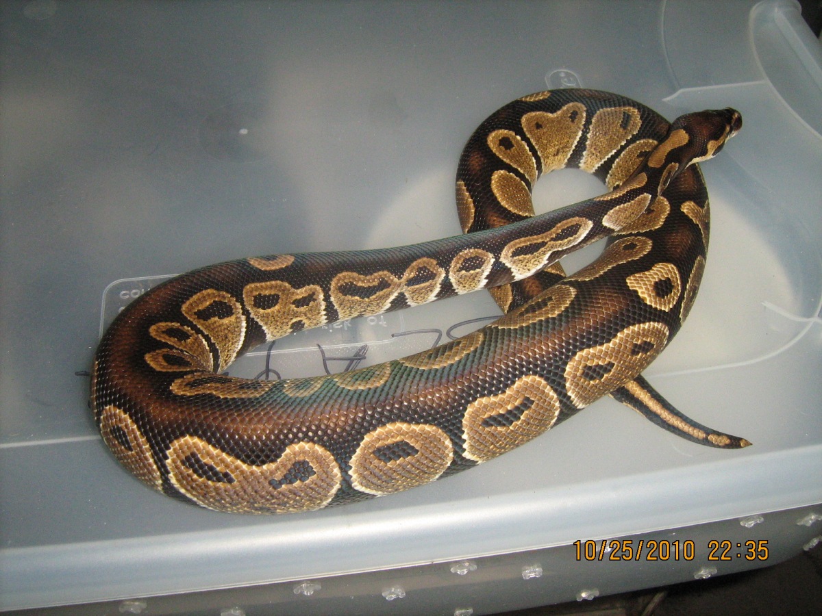 Male ball python