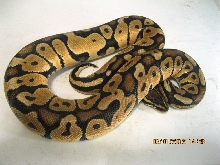 Female Pastel 2010 (2)
