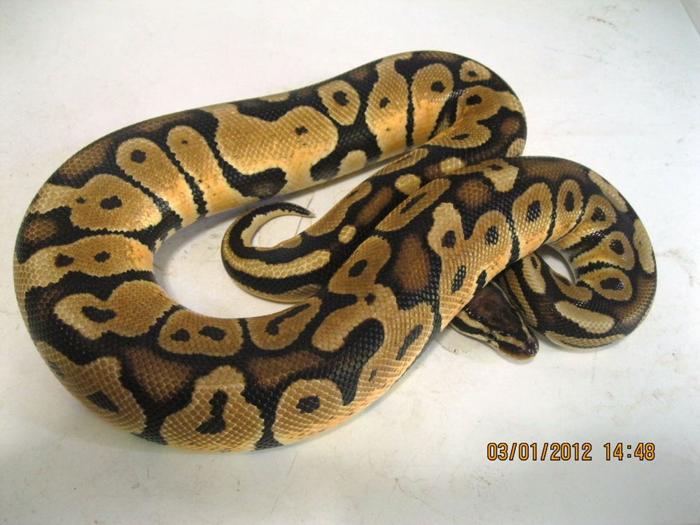 Female Pastel 2010 (2)