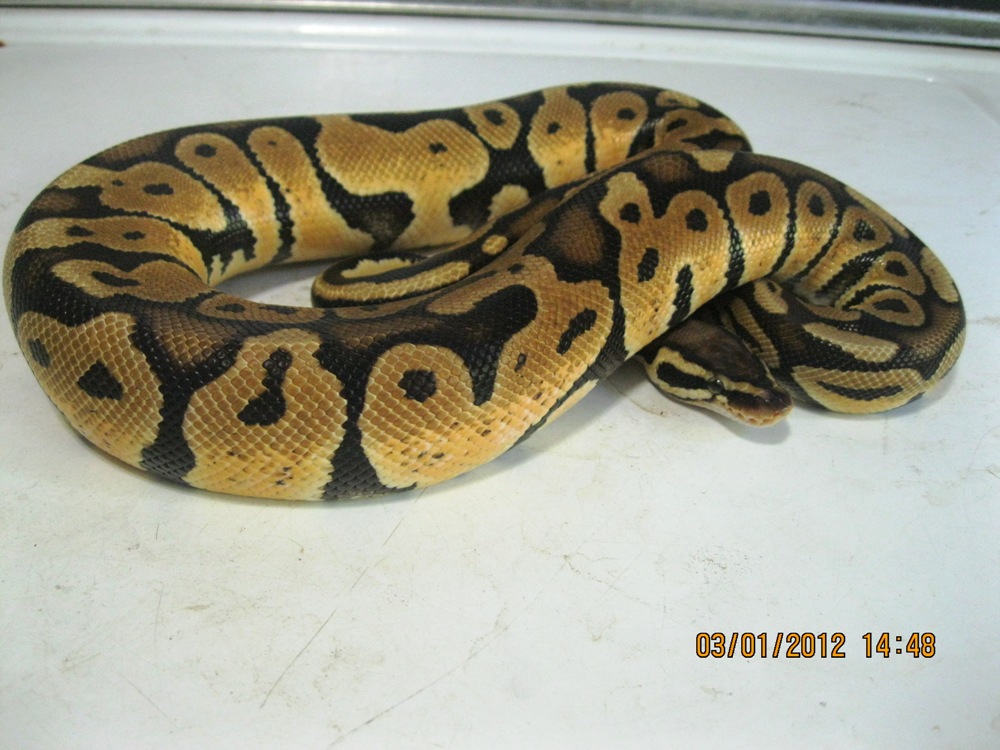 Female Pastel 2010 (3)