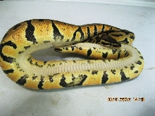 Female Pastel 2010 (4)