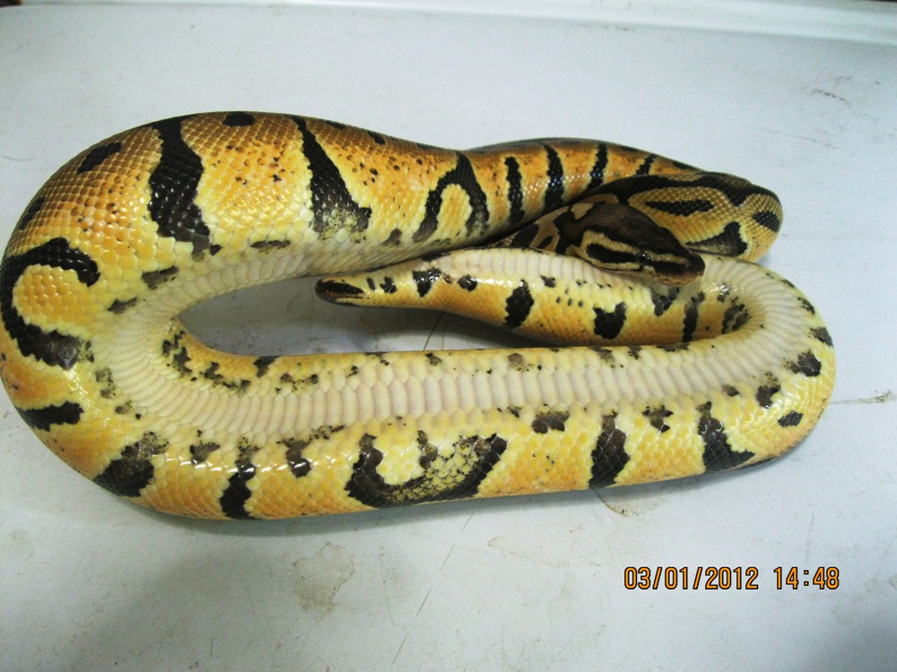 Female Pastel 2010 (4)