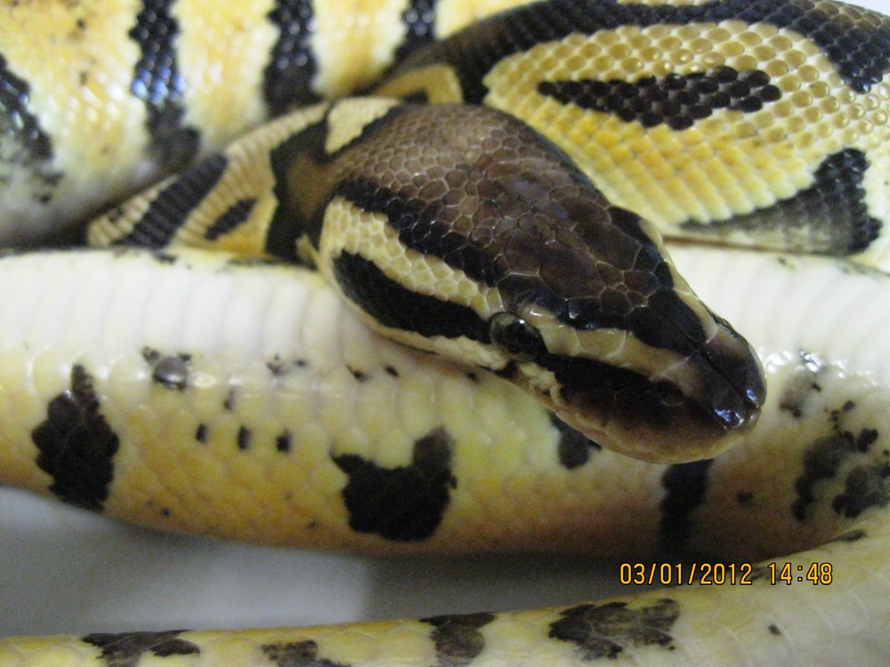 Female Pastel 2010 (5)