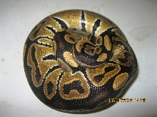 Male "normal" 2010 (1)
