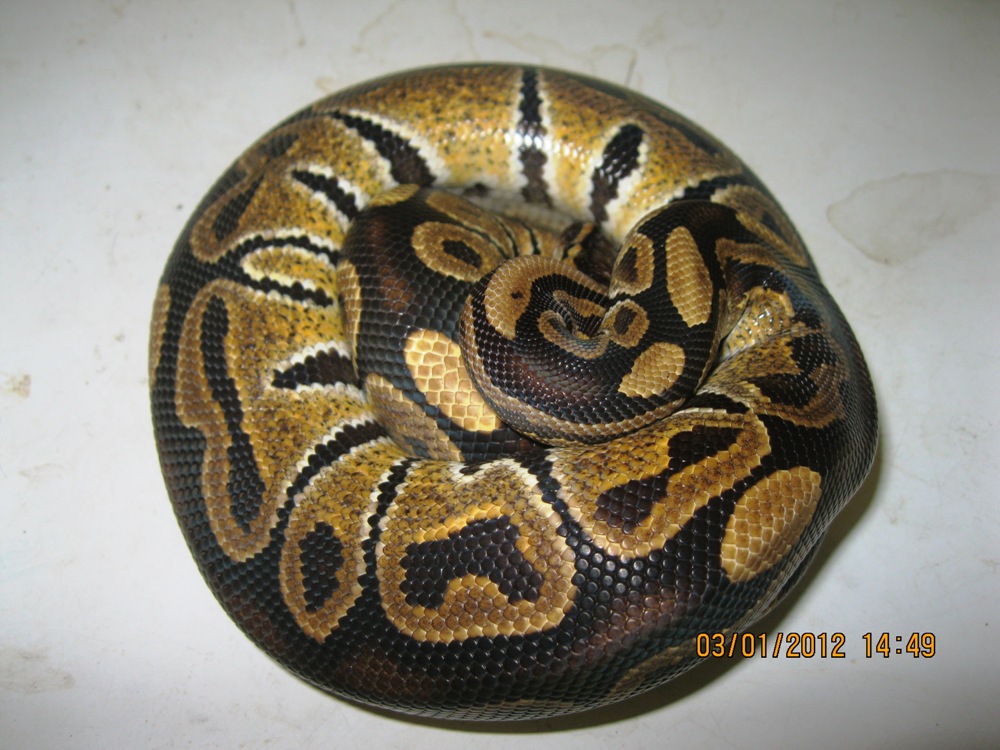 Male "normal" 2010 (1)