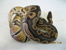 Male "normal" 2010 (2)