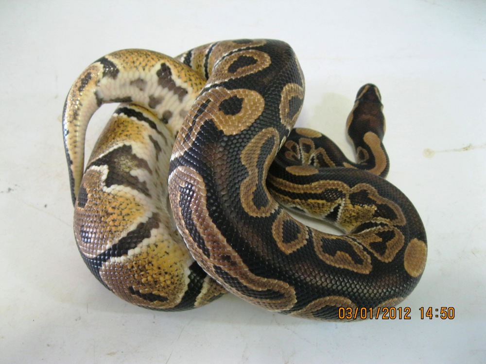 Male "normal" 2010 (2)