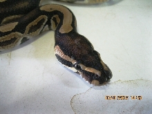 Male "normal" 2010 (3)