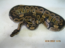 Male "normal" 2010 (4)