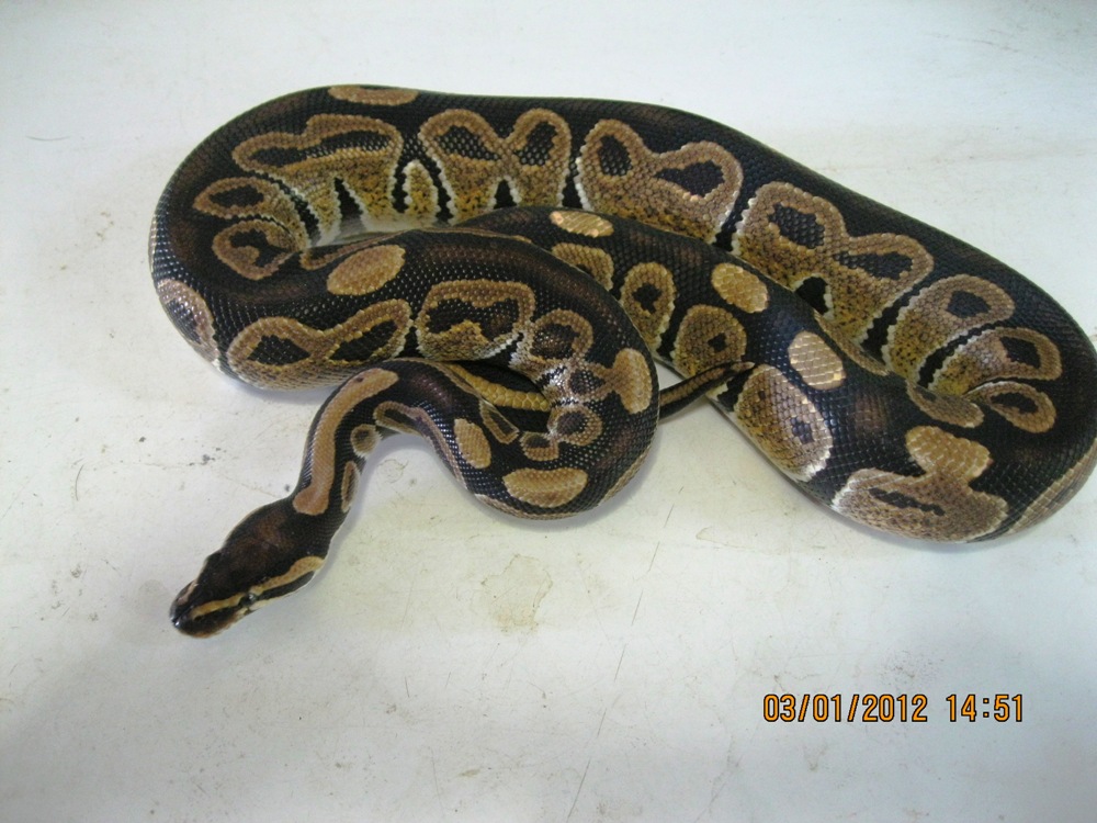 Male "normal" 2010 (4)