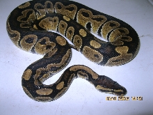 Male "normal" 2010 (5)