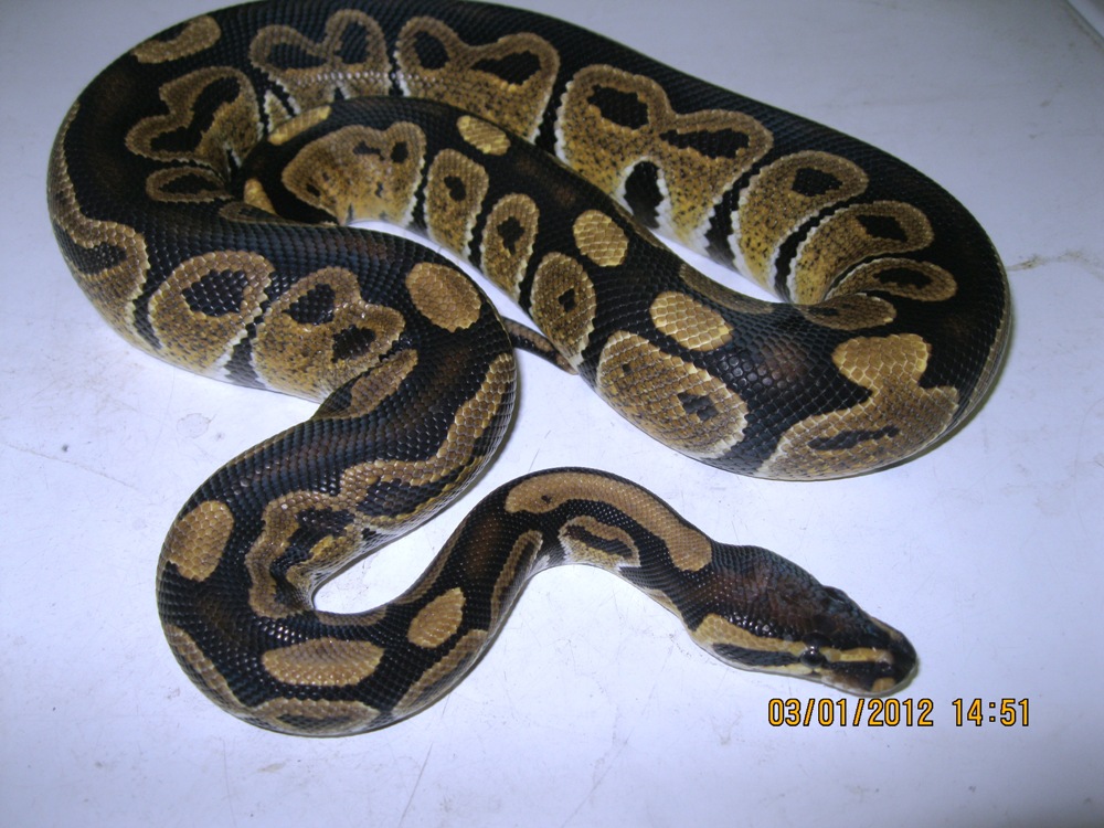 Male "normal" 2010 (5)