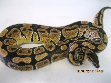 Female "normal" 2010 (2)