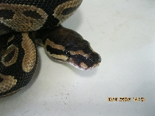 Female "normal" 2010 (3)