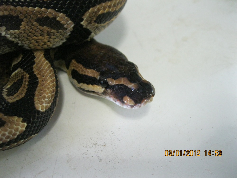 Female "normal" 2010 (3)