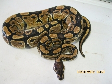 Female "normal" 2010 (4)