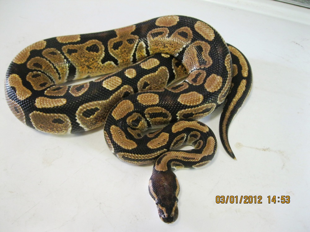 Female "normal" 2010 (4)