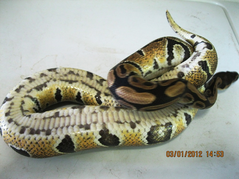 Female "normal 2010 (5)