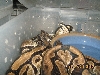 Het pieds mating 1