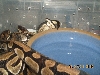 Het pieds mating 2