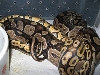 Pastel x Possible Het Red Axanthic 1