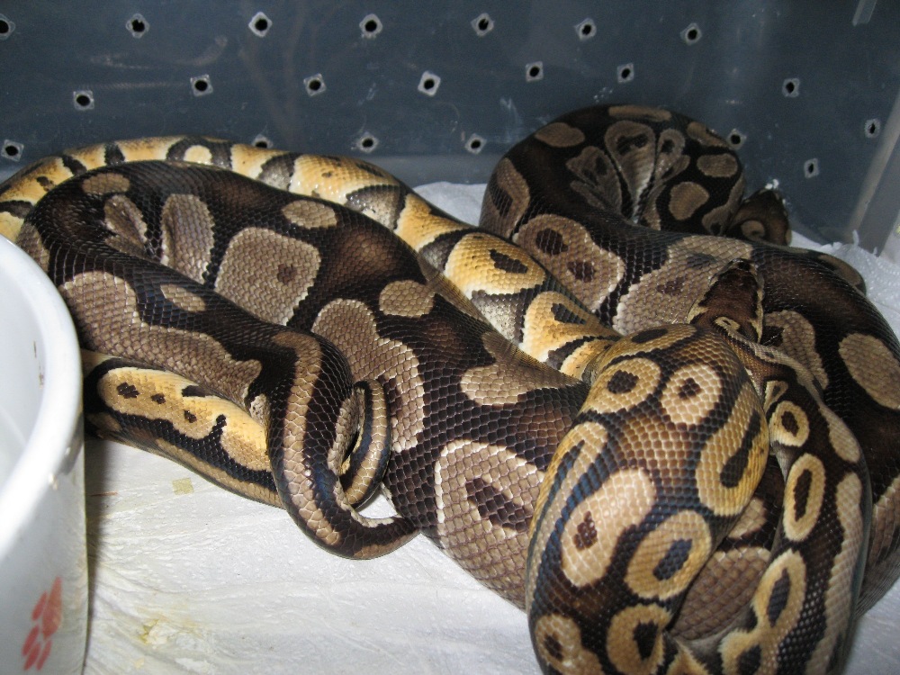 Pastel x Possible Het Red Axanthic 1
