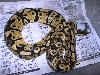 Pastel Ovulating 2