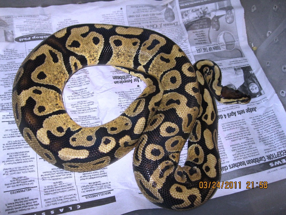 Pastel Ovulating 2