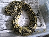 Pastel ovulating 1