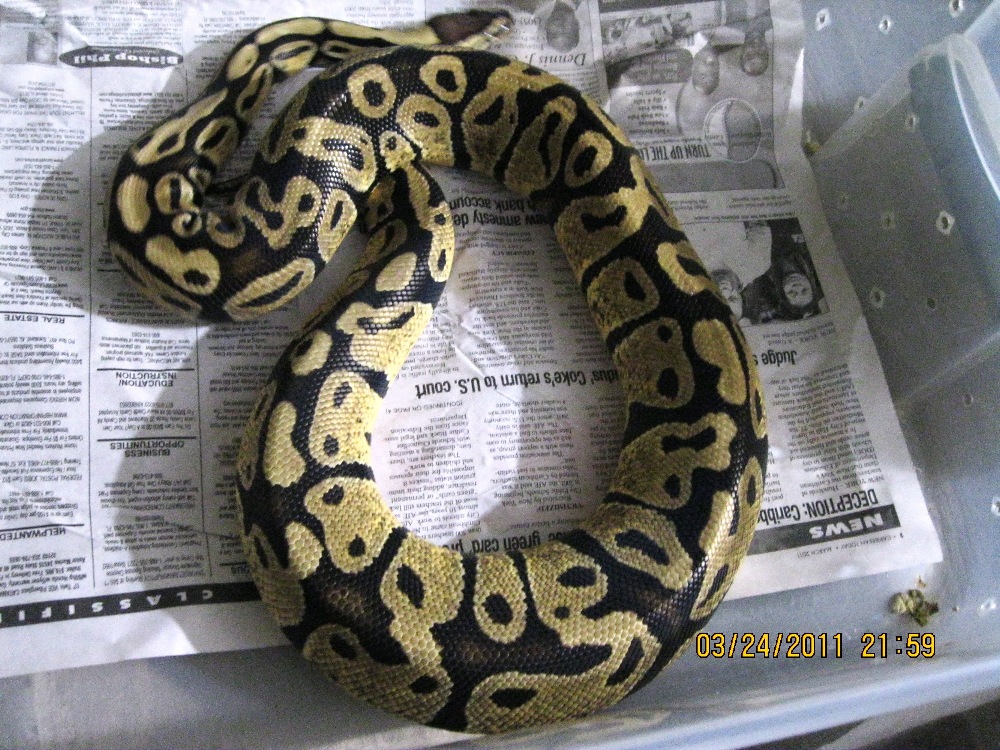 Pastel ovulating 1