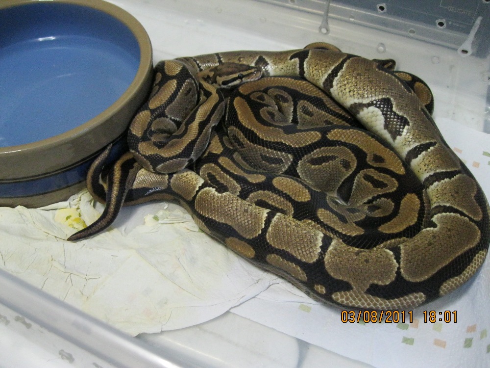 Het pieds mating 3