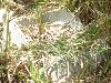 Unknown snake 1