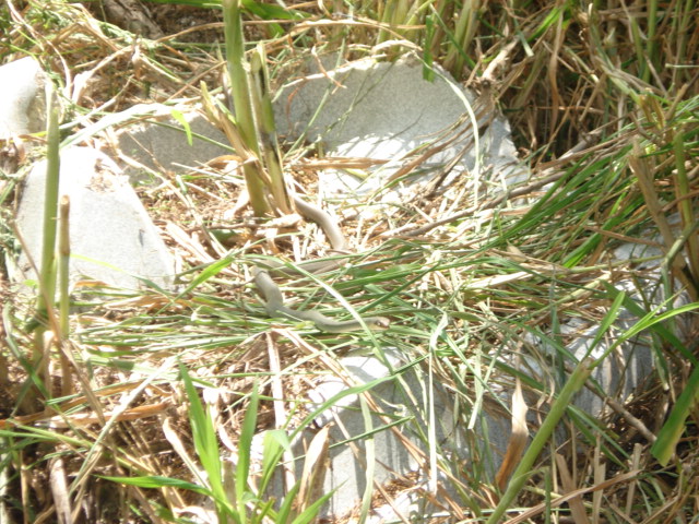 Unknown snake 1