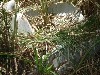 Unknown snake 2
