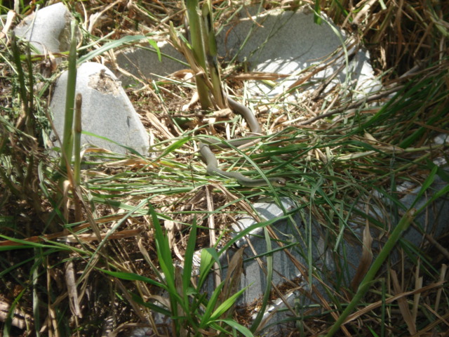 Unknown snake 2
