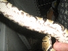 snake 3