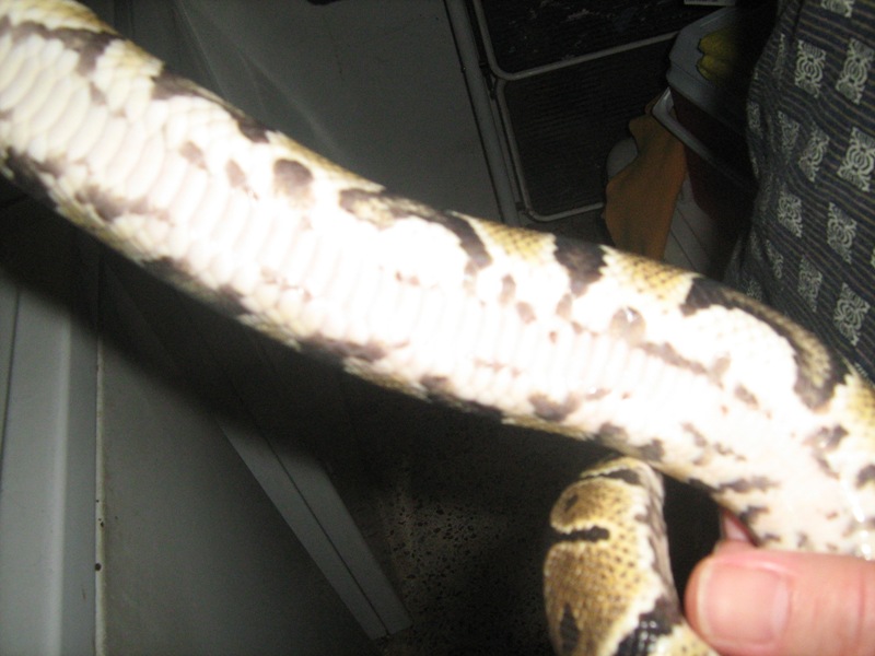 snake 3