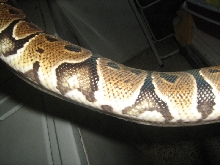 snake 2