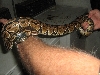 snake 1