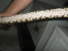 snake 4