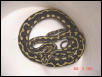 Female Carpet Python