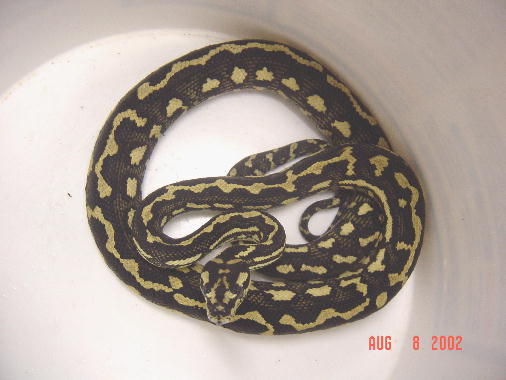 Female Carpet Python