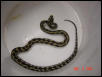 Carpet Python Female