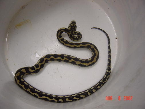 Carpet Python Female