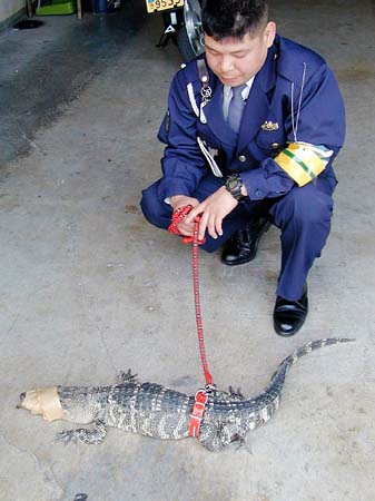 A Short Leash