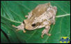 Amazon Milk Treefrog - adult female